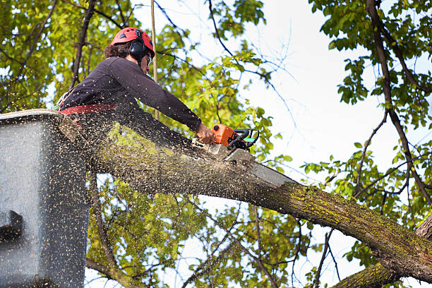 Best Large Tree Removal  in USA